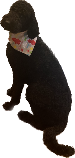 Spruce Spruce